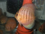 稚魚2