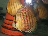 稚魚1
