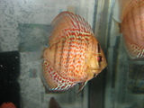 稚魚3