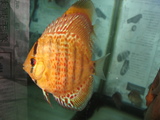 稚魚3