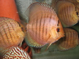 稚魚4