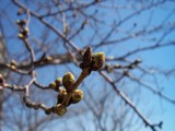 桜の蕾