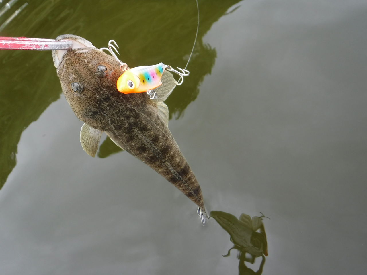 レンジバイブでハイシーズンの浜名湖を釣る | Sea Bass-Style