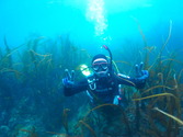 M0016585