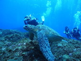 M0018838