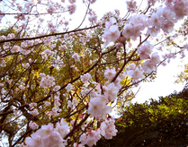 桜〜