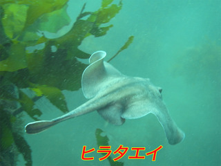 ei