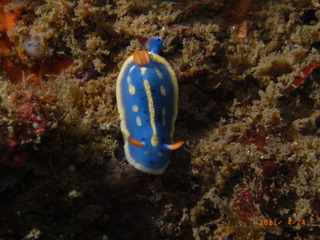 M0012091