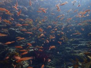 PB010163
