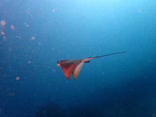 PB190116