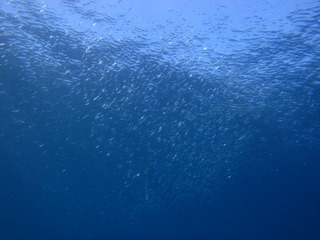 P1100023