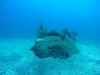 M0019516