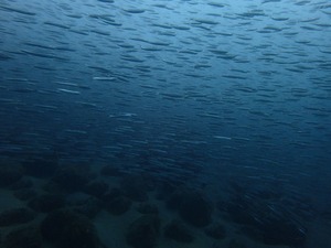P8230254