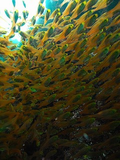 お魚ビッシリ