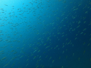 P5300791