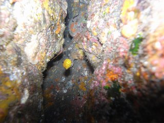 ミナミハコフグ幼魚 三宅島