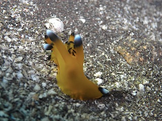 ピカチューウミウシ♪