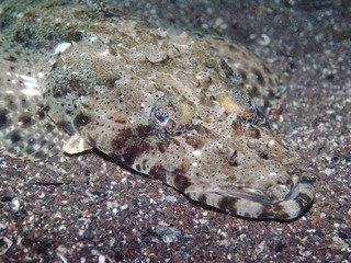 M0018524