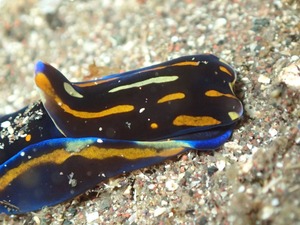 P4110065