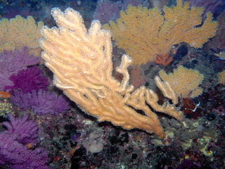 M0010601