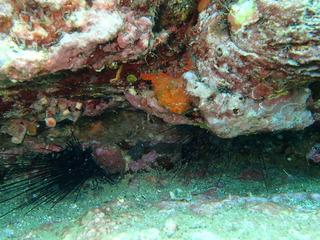 P7090154