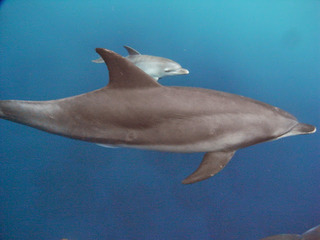M0011609
