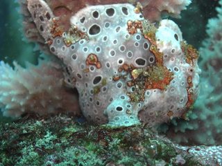 オオモンカエルアンコウ 12.31井田