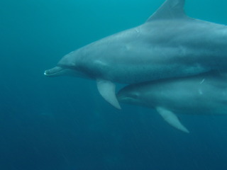 P5240375