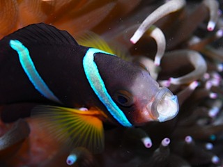 クマノミ
