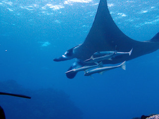 PC300365