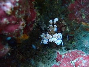 P8120436