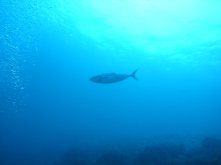 M0020080