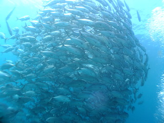DSCF3515