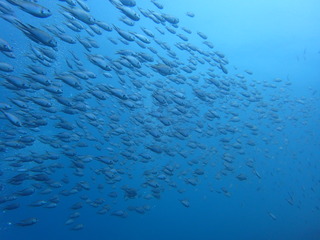 P8190433