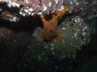 ベニカエルアンコウ 真鶴7.13