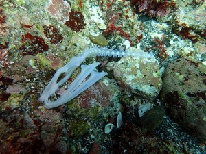 P4160133 (1)
