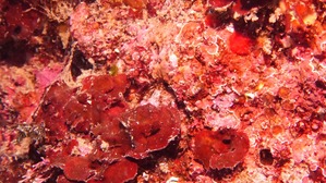 DSC00560