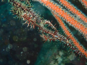 PB060165