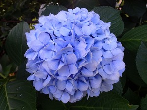 P6210118