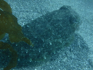 P2010568