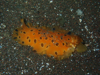 P7190392