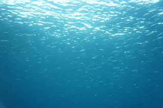 DSC00874