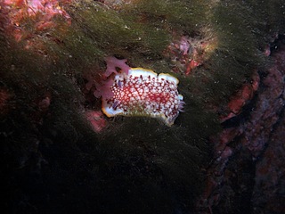 サラサウミウシ