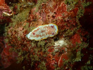 P3260090 (1)