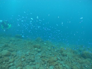 ソラスズメダイがいっぱい♪9.15井田