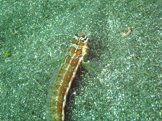 M0010358