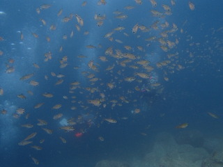 P7080045