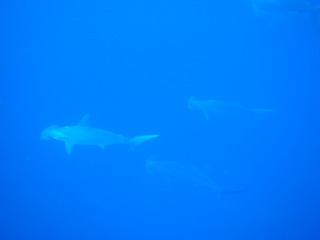 M1058317