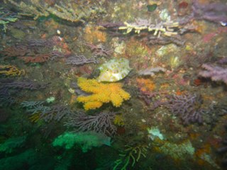 シマウミスズメ 9.28熱海