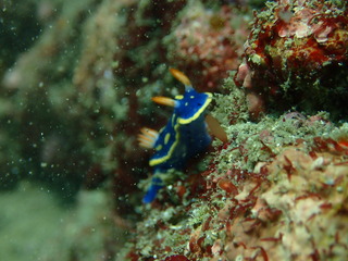 P5210152
